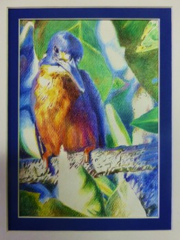 'Azure Kingfisher'